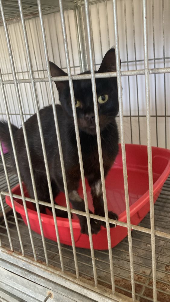 Gatinha Tera pretinha na baía de internação após se recuperar da anestesia