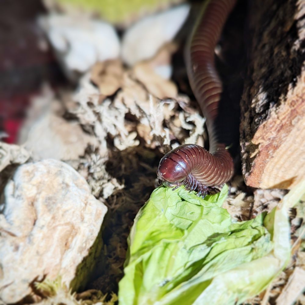 My giant chocolate millipede having a snack 