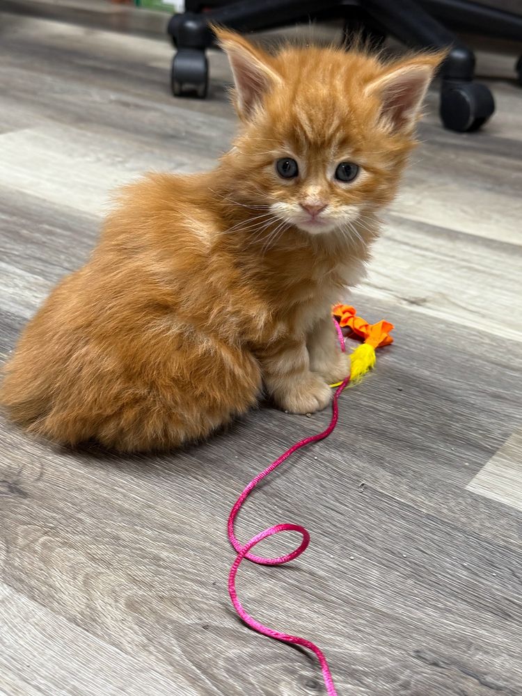 An orange Maine Coon kitten playing g with a cat toy. He's just so adorable.