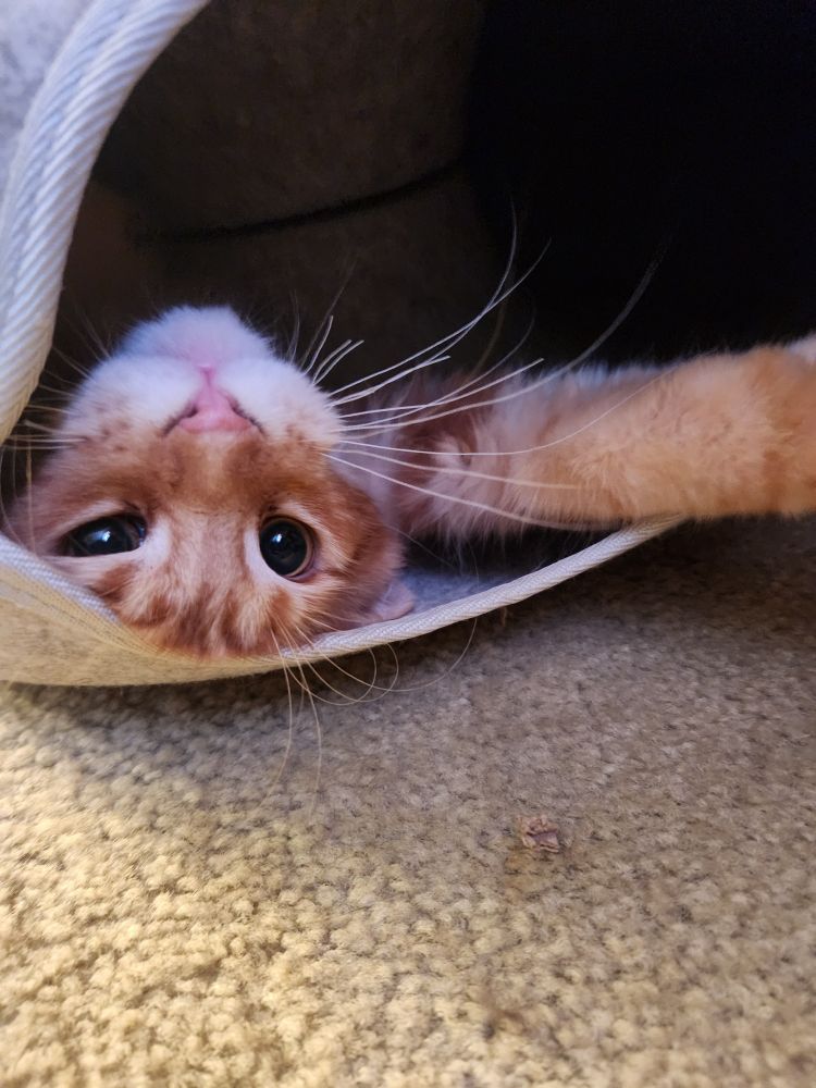 An orange Maine Coon kitten playing in his cat tunnel. He's on his back, looking at the camera upside down. He's very adorable too, and knows it.