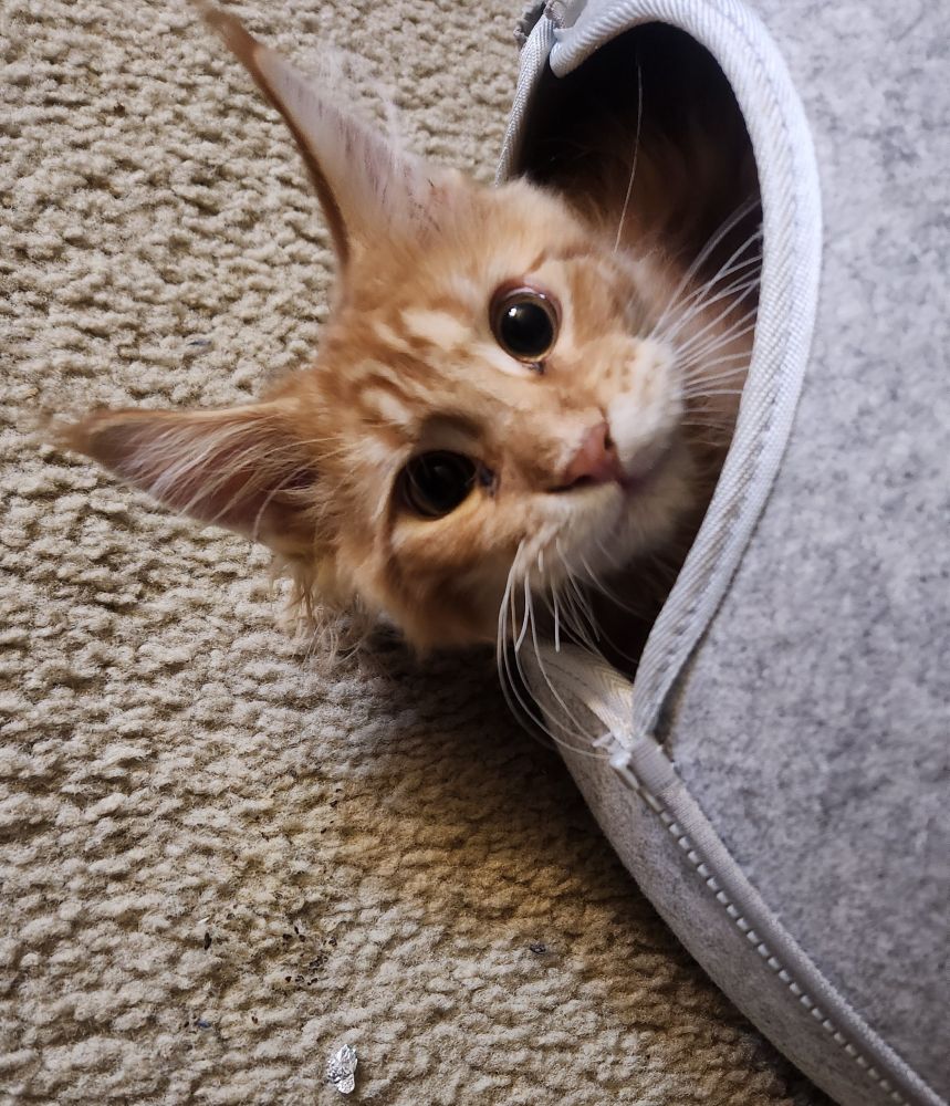 On orange Maine Coon kitten poking his head out from his cat tunnel. He'd like a little privacy, please.