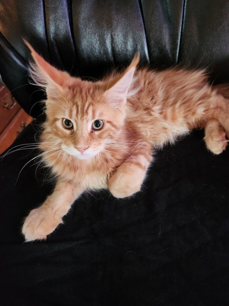 An orange Maine Coon kitten relaxing on his human's chair. She's going to have to find a new one, because it's the kitten's chair now. I don't make the rules.