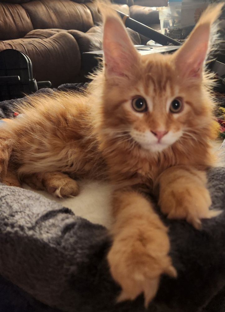 An orange Maine Coon kitten relaxing on his cat bed. He's also very floofy.