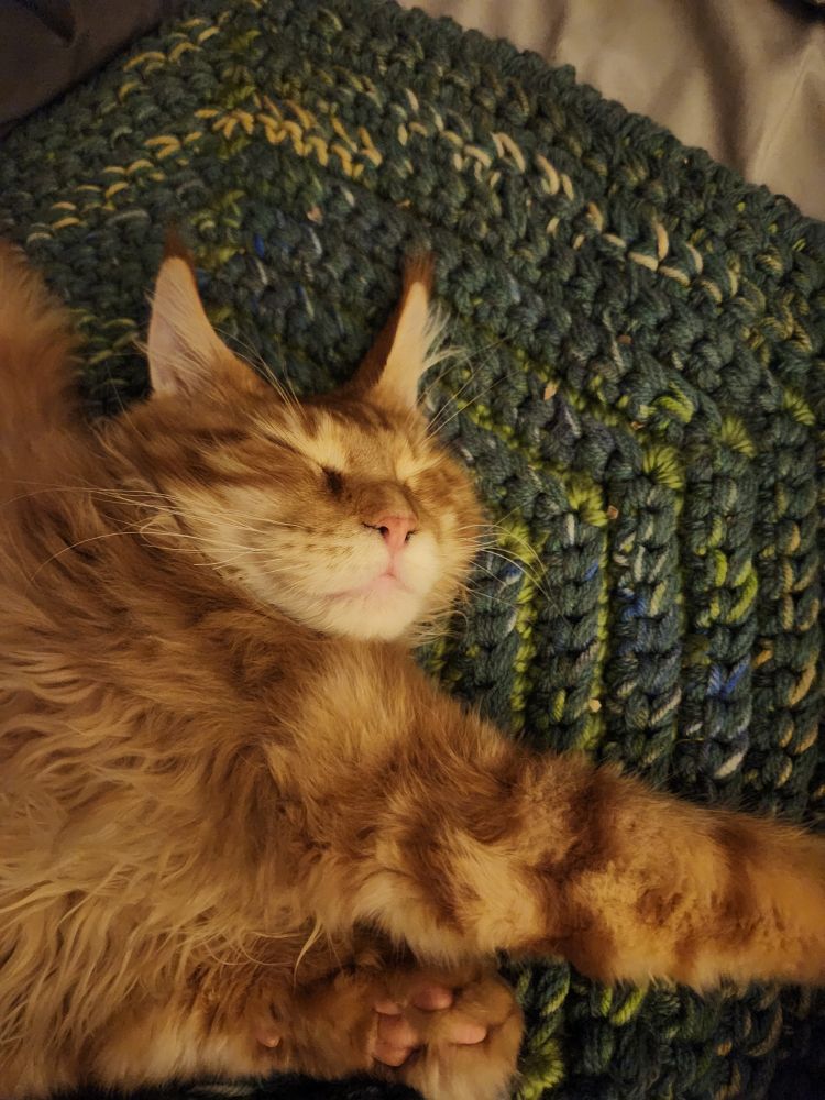 An orange Maine Coon kitten resting on his green blanket. He's charging his batteries for midnight zoomies.