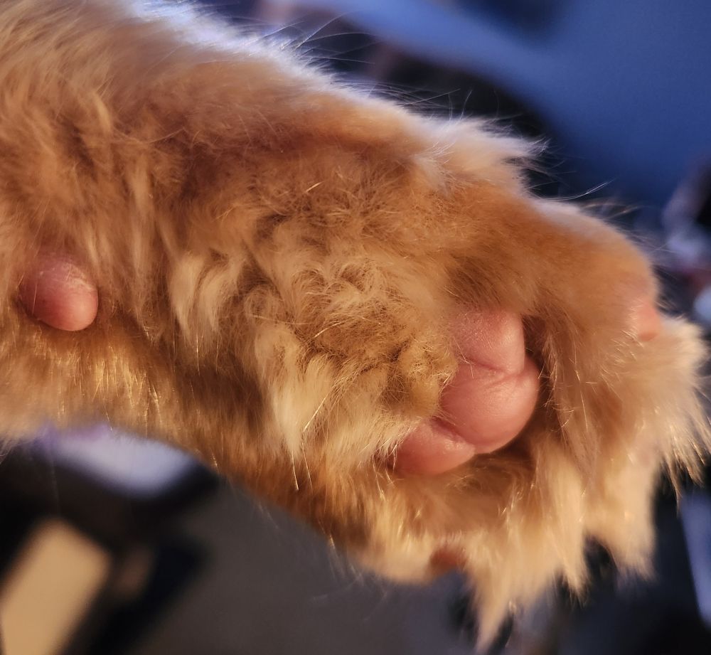 A front paw of an orange Maine Coon kitten, showing adorable toe beans.