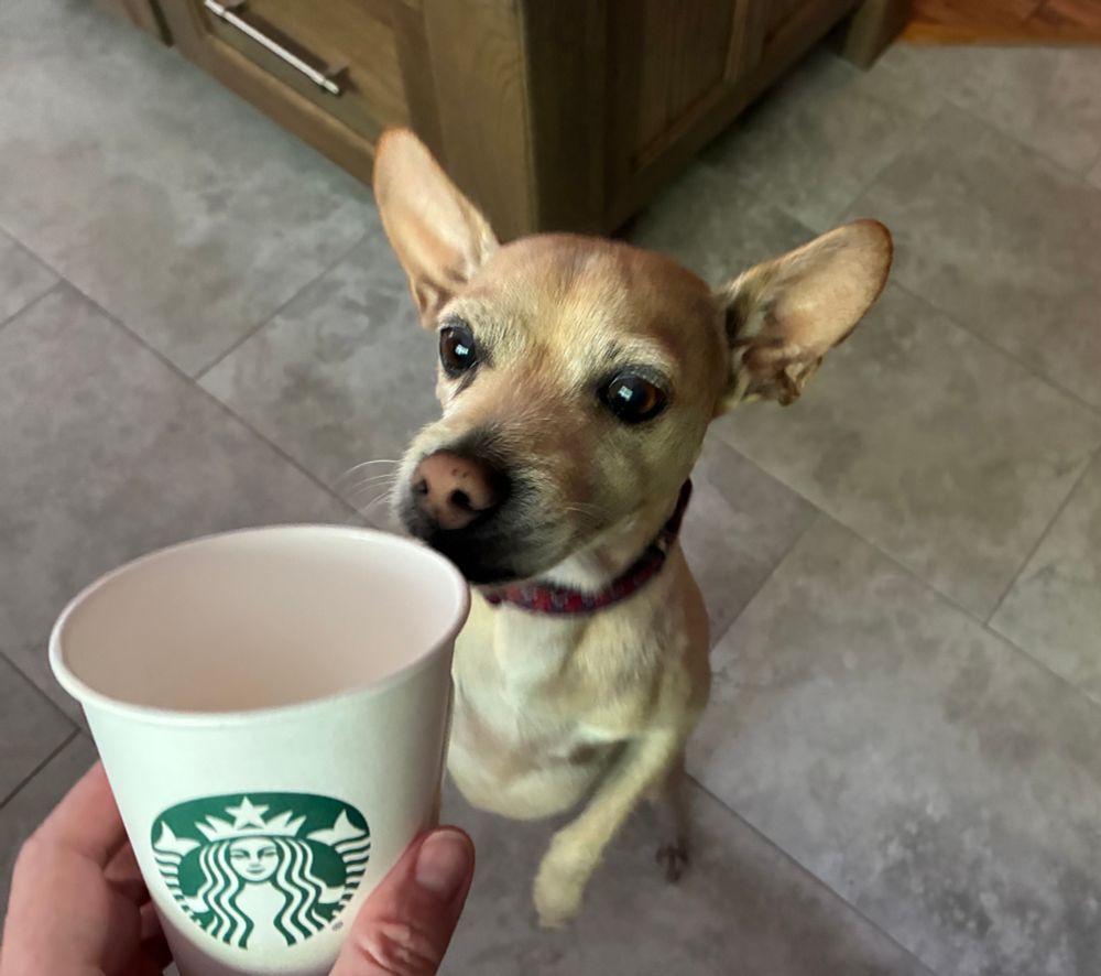 Chihuahua mix enjoying pup cup