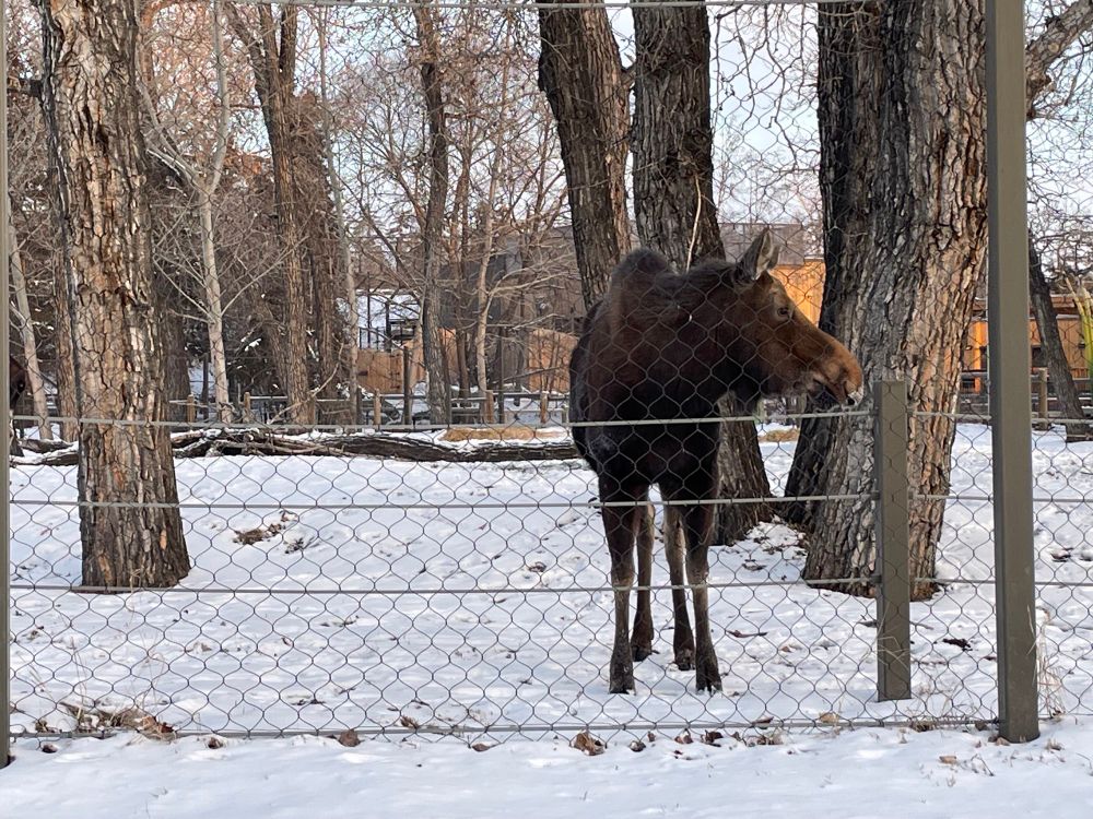 Maple, or Aspen (not sure which), a moose at The Calgary Zoo/Wilder Institute chilling in the snow-covered paddock. As seen from the bike path. 