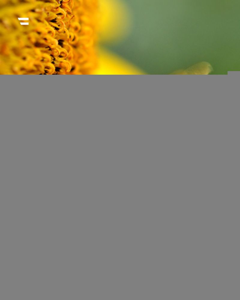 eine Biene, die über einer Blume fliegt. Textinsert: Jetzt teilnehmen! Biodiversitäts-Umfrage: Artenvielfalt in der Landwirtschaft
