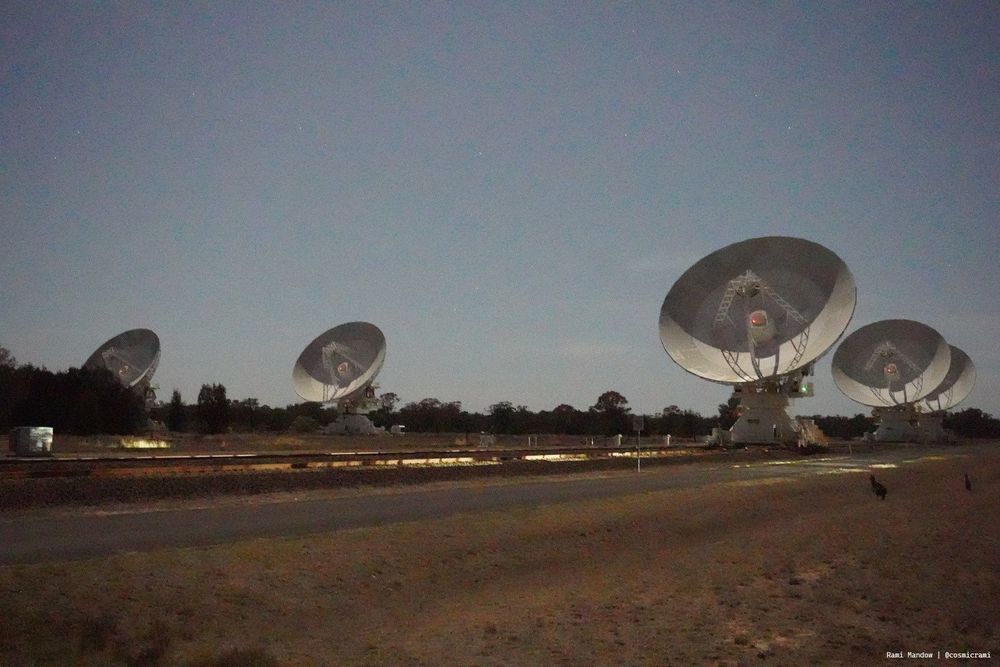 five radio telescopes pointing upwards at the sky. The photo is taken at night so their lights are on. To the left of them are two kangaroos in the long grass.