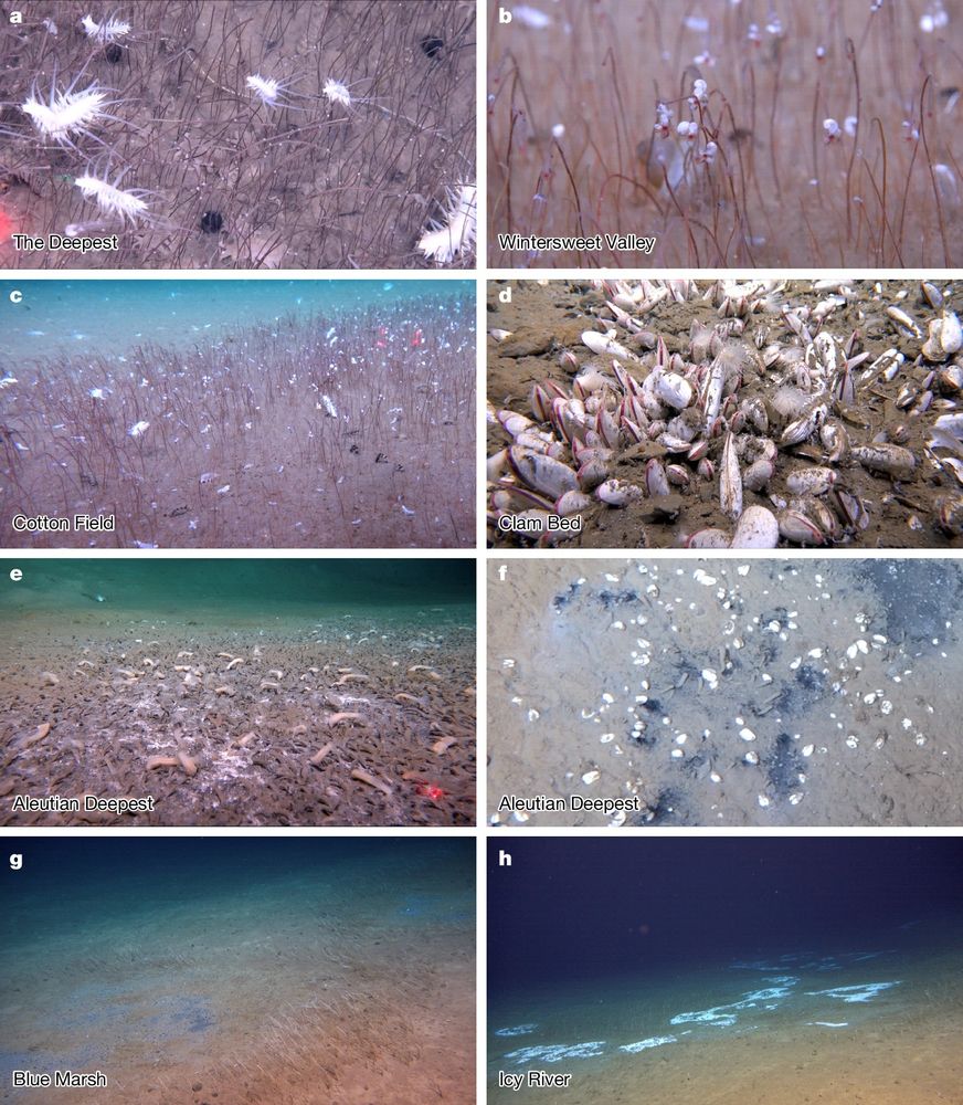 eight eight-tile image showing different bilogical communities on the deep sea floor.