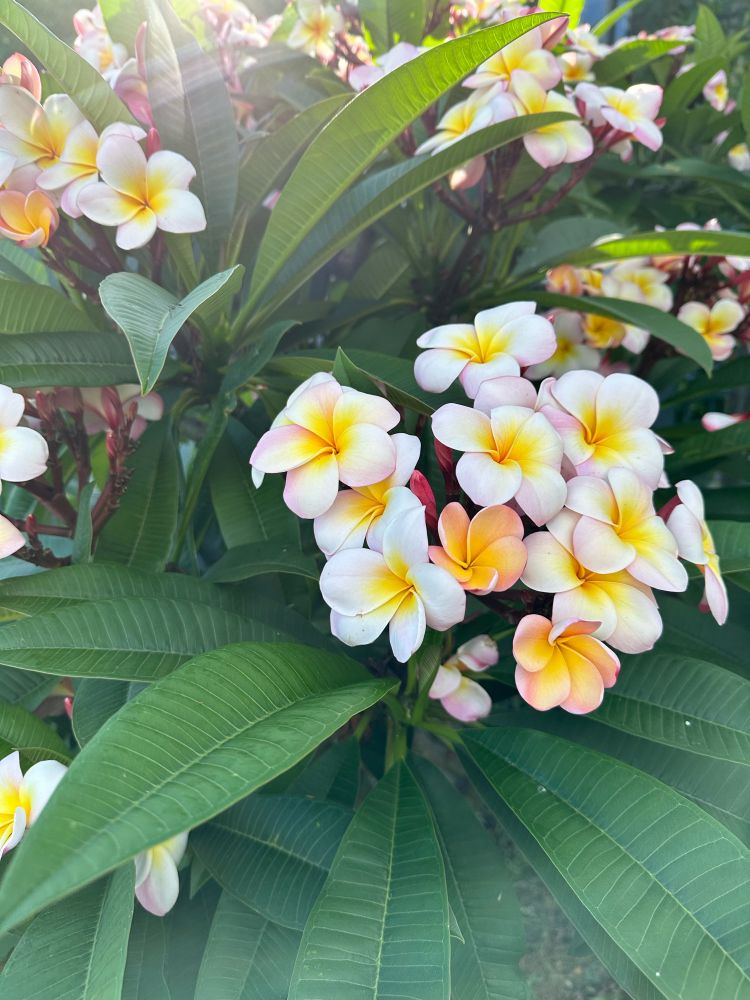 A bunch of frangipani flowers and leaves from the tree