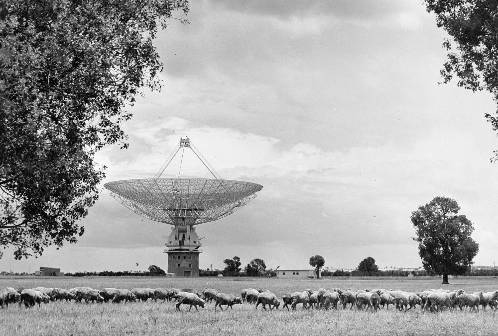 The Parkes radio telescope, in the distance. Old black and white photo with sheep grazing in the foreground. 