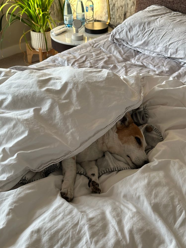 A small dog asleep and wrapped in blankets 