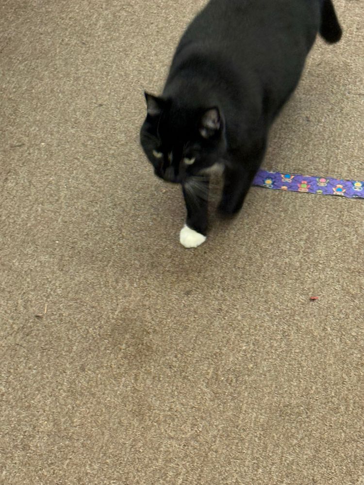 Cool black cat with white paws looking for attention 