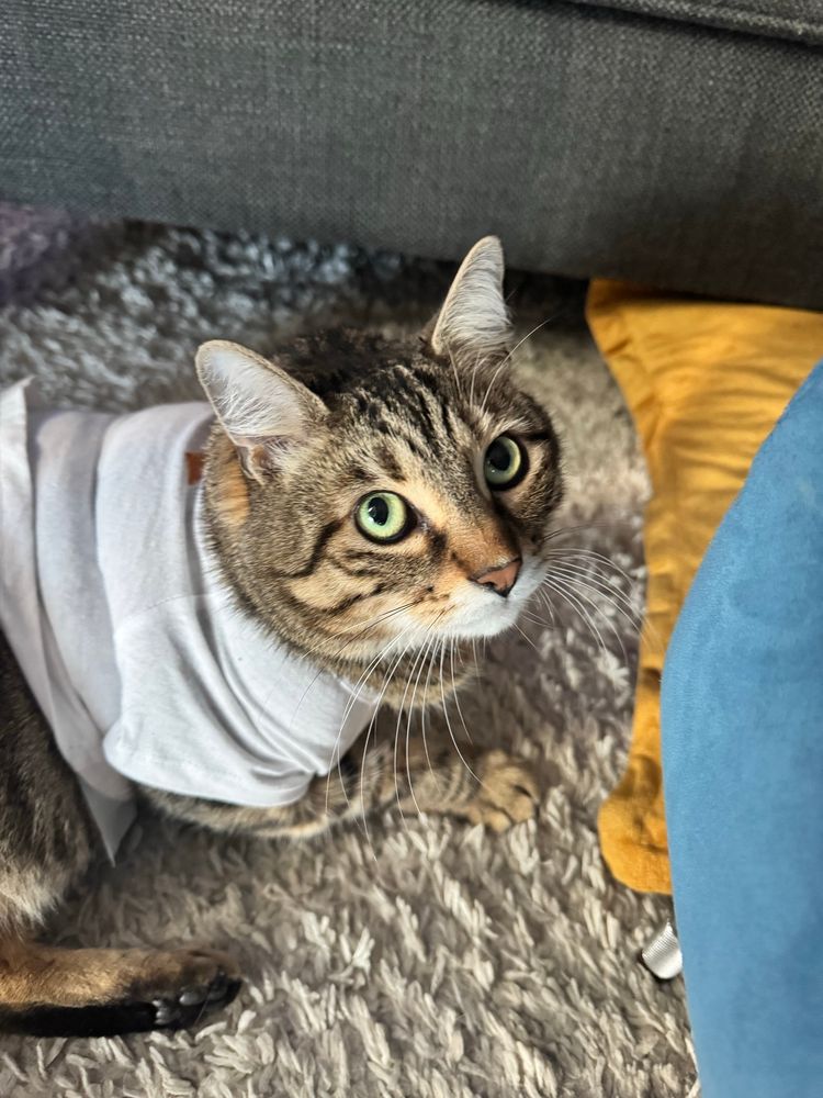 Cat in AC/DC kitty shirt