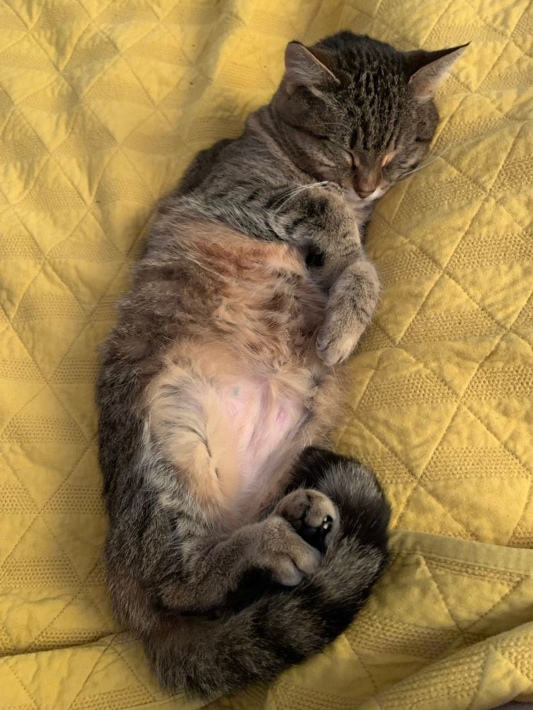 A brown tabby cat lays on her back, belly facing the camera. She is on a yellow quilt and her eyes are closed. Her feet are also curled in happy comfort. 