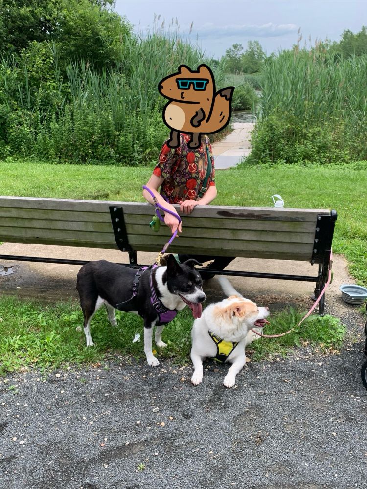 Two dogs, Guinivere and Falkor, are resting near a bench in the park. A human sits on the bench holding Guinivere’s leash, their face is obscured by a sticker. Guinivere is black and white, Falkor is white and brown. Neither dog is looking near the camera. 
