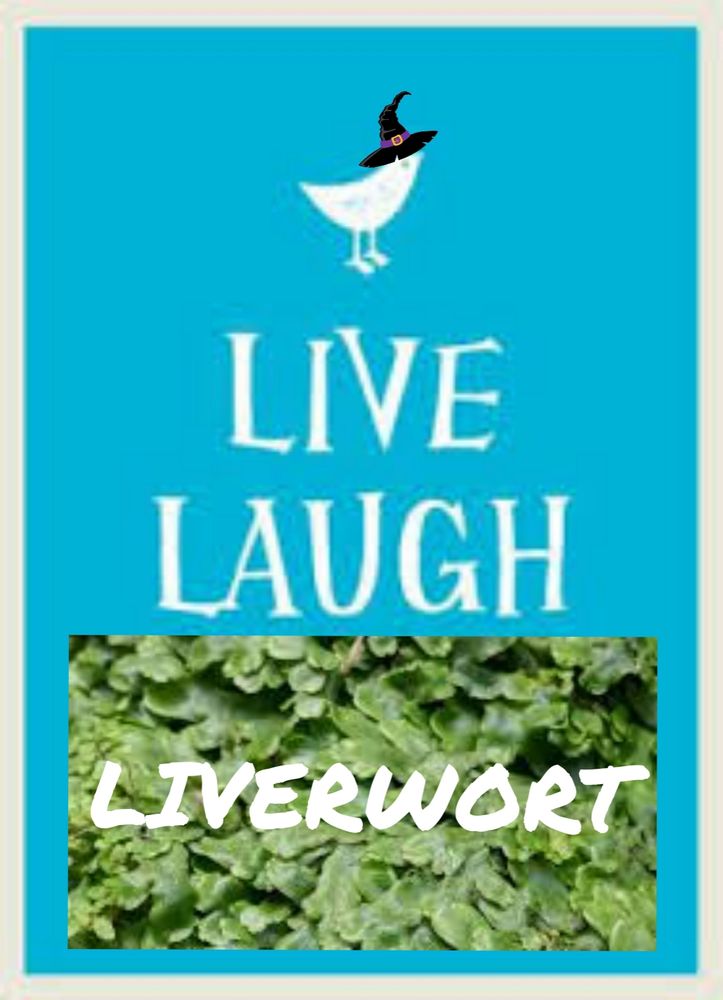 Live laugh love but love is liverwort