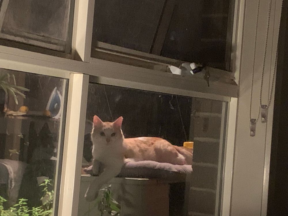 Frank, an orange and white feral cat is lounging on his cushion atop the air conditioning unit, his left paw dangling in a relaxed fashion. 