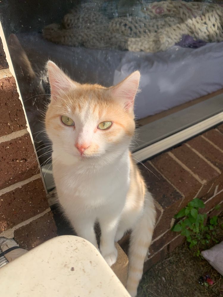 Frank, a ginger and white cat with green eyes, sits on the outside windowsill. 