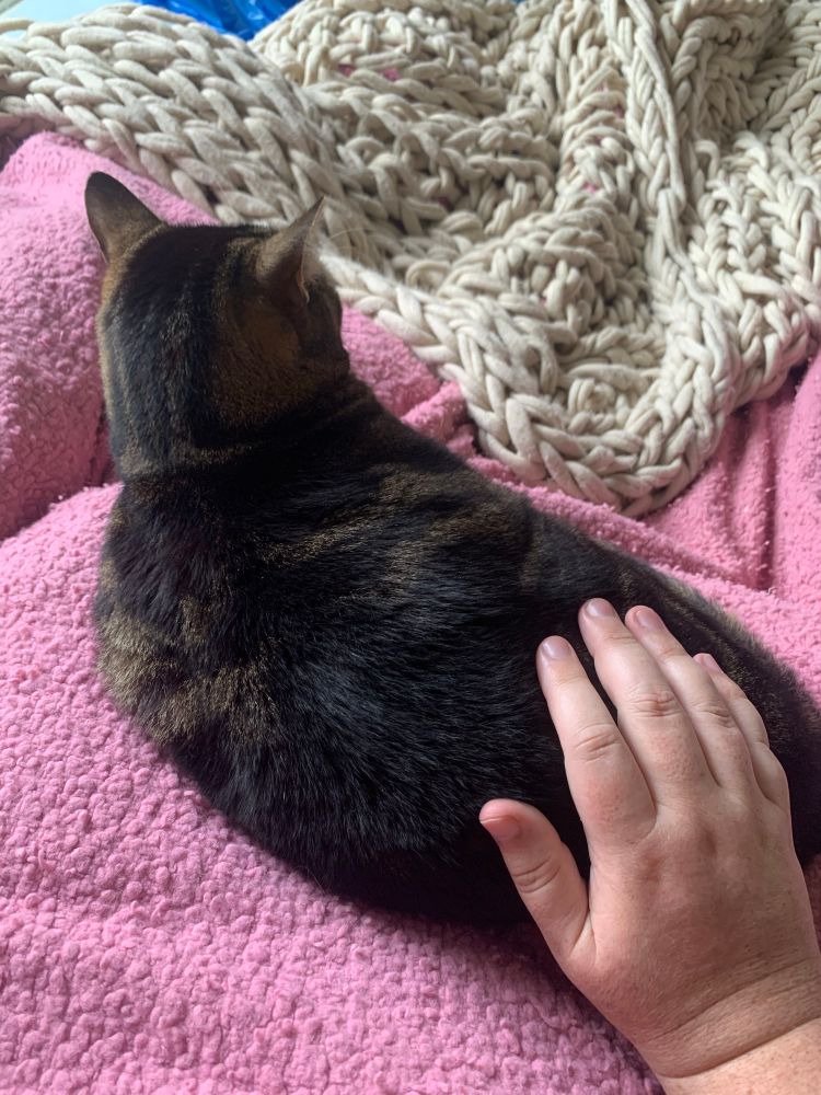Tippet, a small black and brown tabby cat who is extremely skittish, is lying on the blanket on his human’s lap, enjoying some gentle pats. 