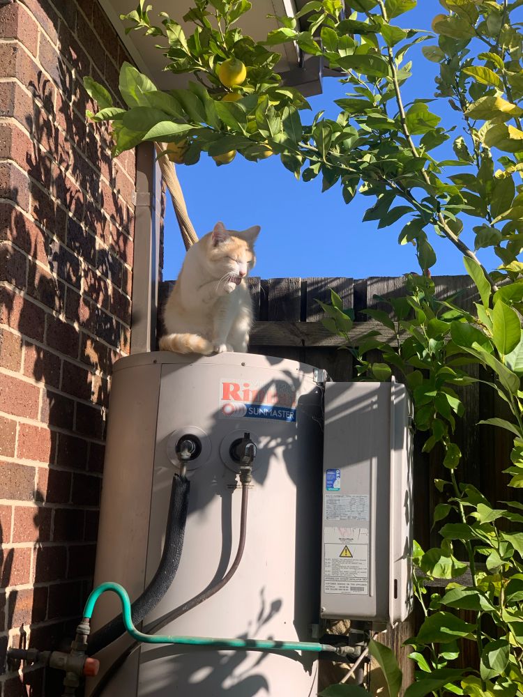 Frank enjoys the dappled sunlight sitting atop the water heater. 