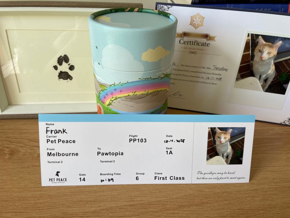 a photograph of the cremation certificate for Frank, a recently deceased but still very loved orange and white tabby cat. His ashes are held in a cardboard tube illustrated with a colorful, joyful tableau of animals who have crossed the "rainbow bridge". In front of the ashes there is a first class boarding pass to "Pawtopia" in Frank's name, and pictured in the background is a photo frame containing Frank's paw print done in black ink. 