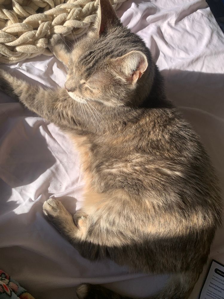 Peggy, an elderly grey tabby cat, lies on her human’s bed in a patch of sunlight