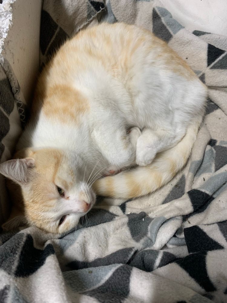 Franklin, a ginger and white feral cat, is curled up on a blanket in a box, squinting contentedly to the human taking his picture. 