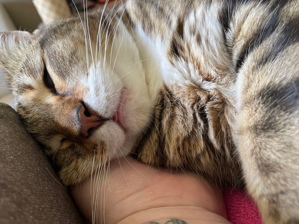 Digby, a brown and white tabby cat, is sleeping deeply, using his human's hand as a pillow. His tongue is visible poking out from his slightly open mouth. 