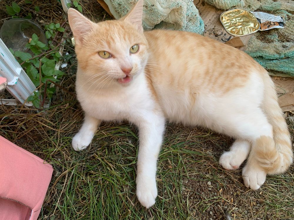 Frank, is sprawled on a grassy patio, his mouth open like he's mid-sentence. 