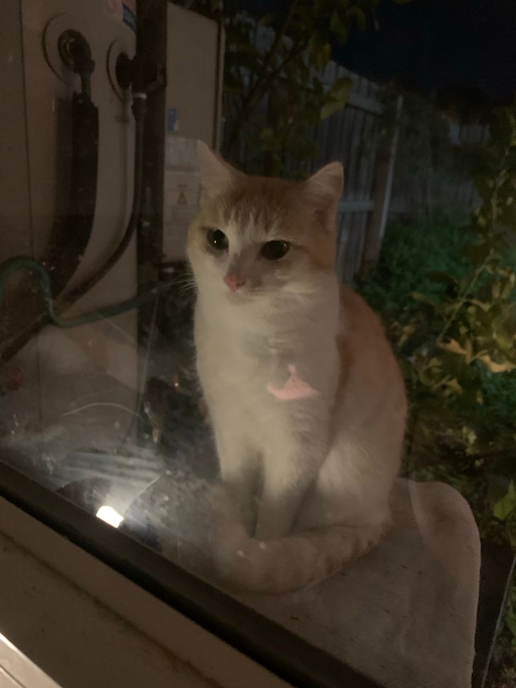 Franklin, a ginger and white cat sits atop a garbage bin, staring into the middle distance, probably thinking about how he definitely would have taught that kitten who’s boss if I hadn’t intervened. 