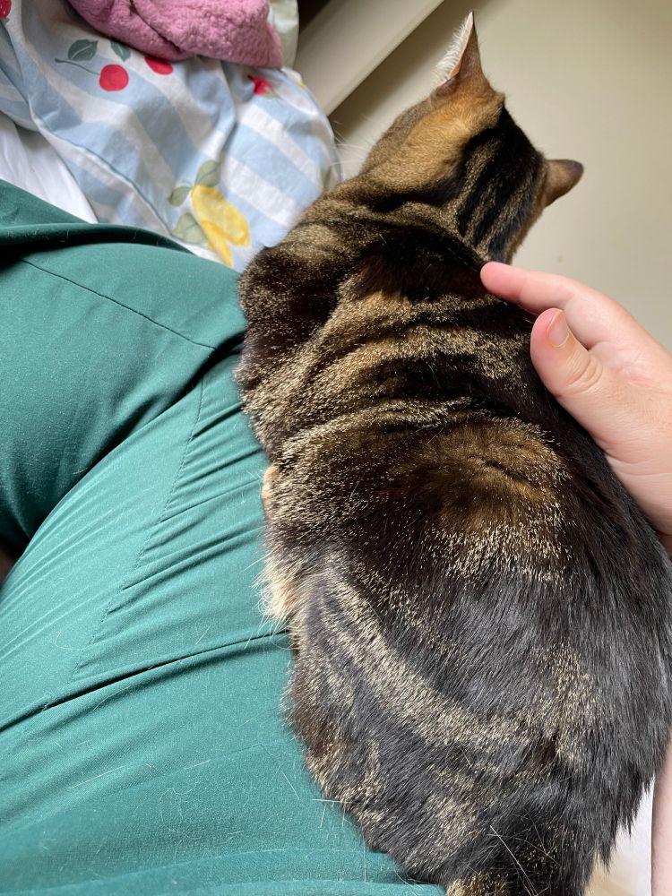 Tippet, a small brown and black tabby cat, loafs on the lap of his human. 
