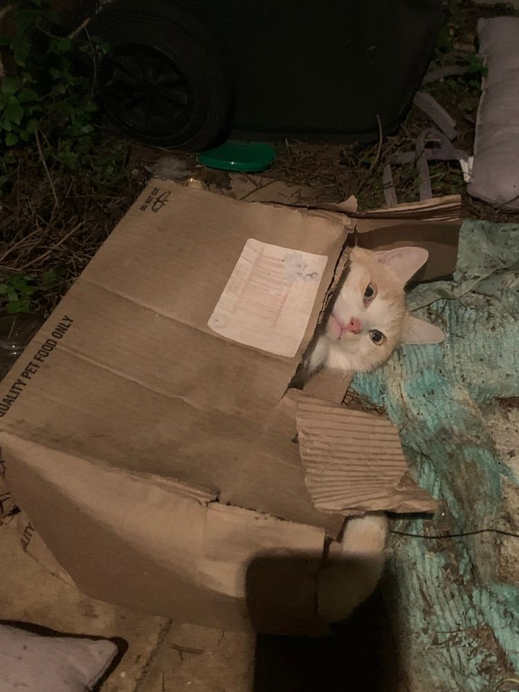 Franklin, an orange and white feral cat, lies in his favorite crumpled and torn box. 