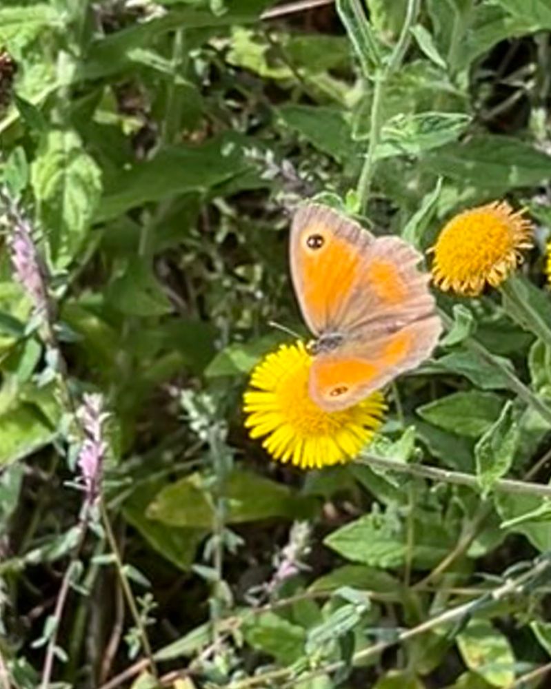 Gatekeeper butterfly 