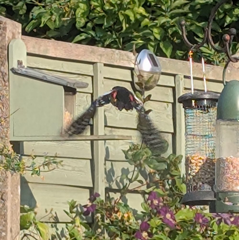 A blurry photo of the back of a great spotted woodpecker flying away from a bird feeder. 