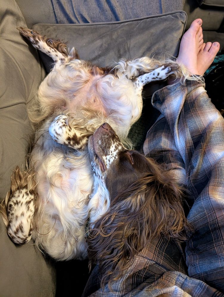 A sleeping white and brown spaniel, lying on her back on a grey sofa, alongside a pair of bare feet and legs in brown plaid pyjamas.