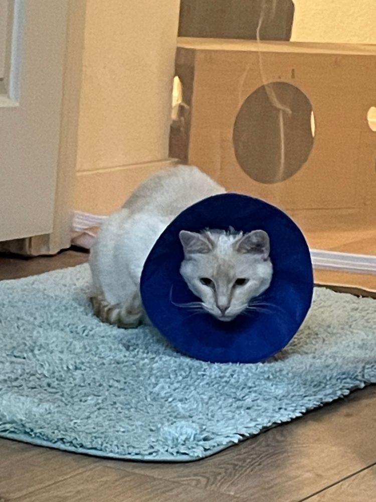 Photo of a white flame point Siamese cat sitting on a rug on the floor and looking at the camera. The cat is wearing a soft blue e-collar / cone.