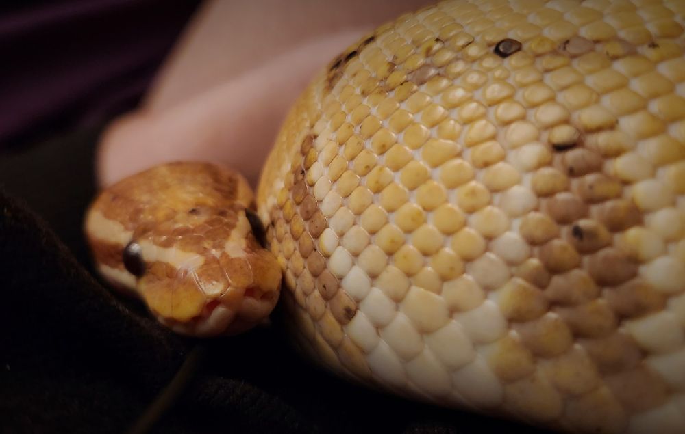 A very pitiful looking gaze from a banana ball python stares deep into the camera.