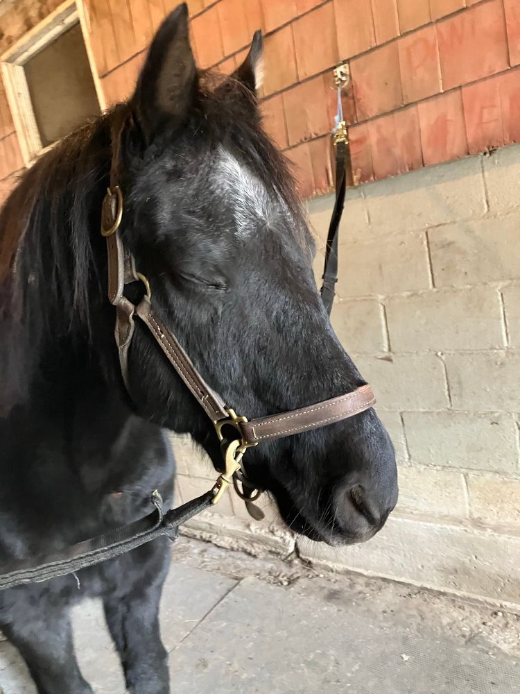 Black horse on crossties with his eyes clothes