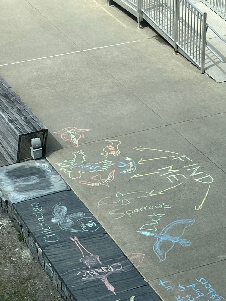 More chalk bird art