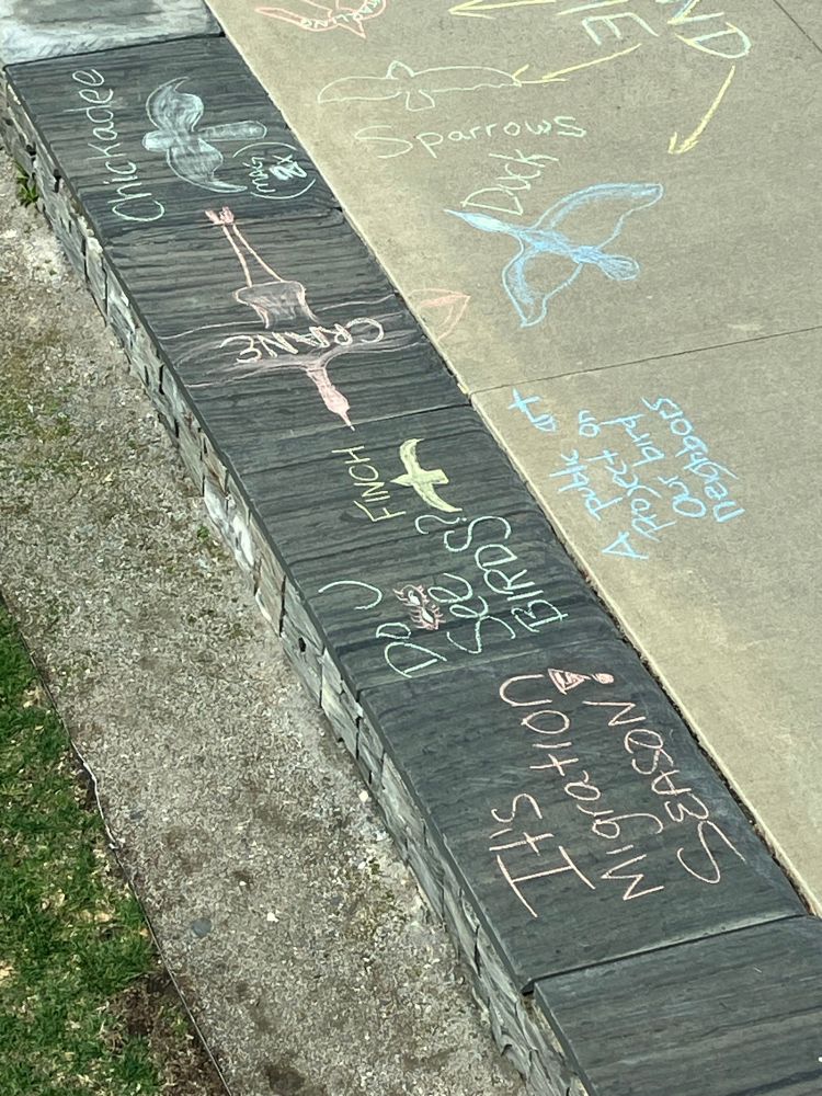 Chalk bird art