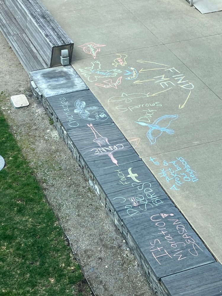 Chalk bird art 