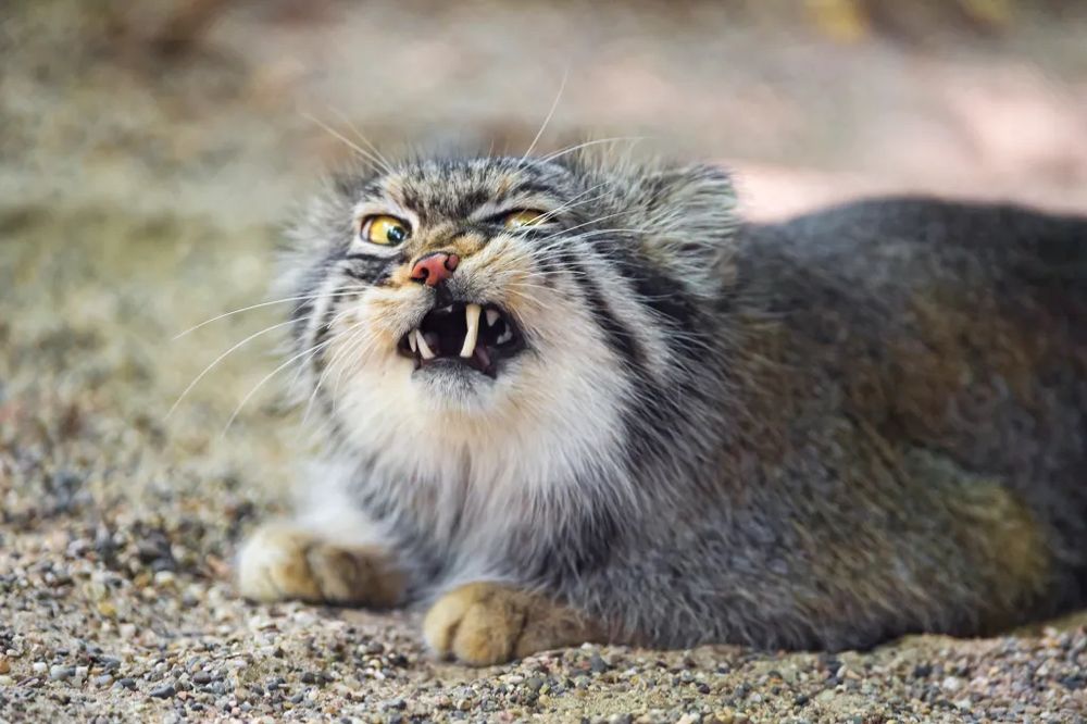 Pallas cat laying in the sand with a goofy looking snarl 