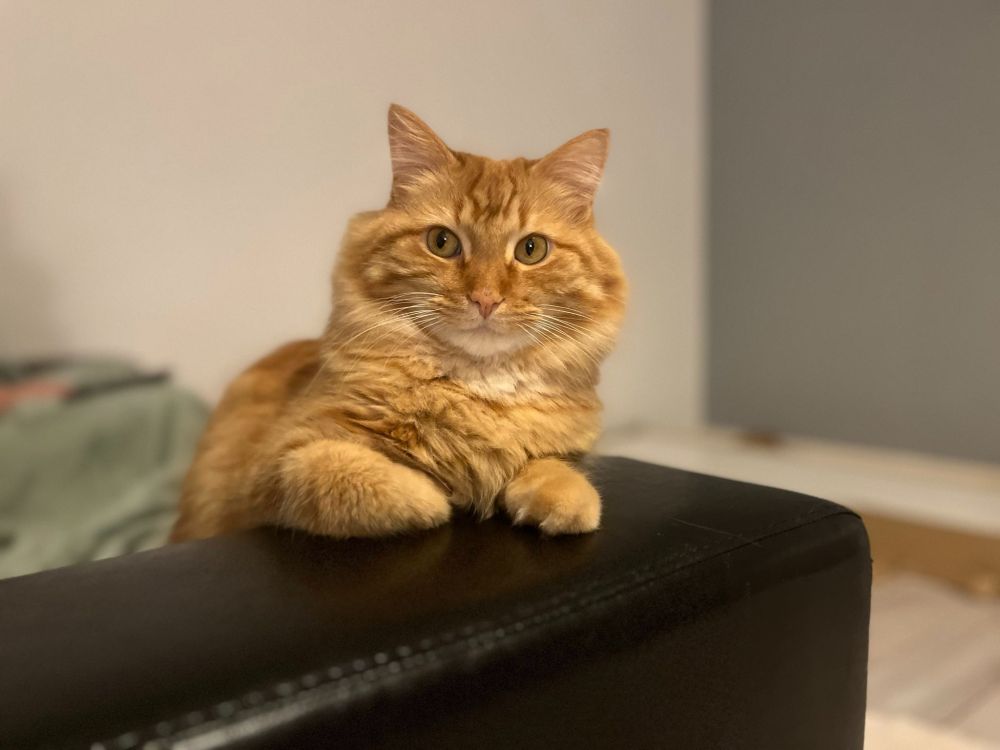 Portrait style photo of a long haired orange cat. He's sitting at the arm of a sofa with his paws up on it, stating at the camera like he's posing for his author photo. 