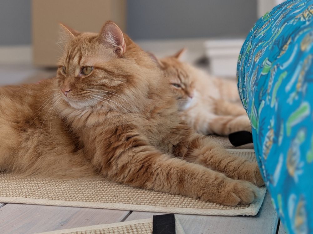 Photo of two orange long haired cats.
One cat is in front of the other making them look like one large fluffy kitty blob