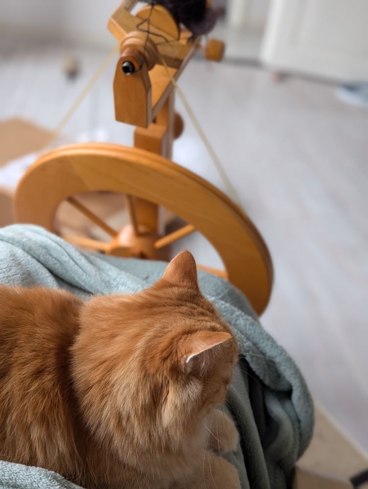 Photo of a sweet orange long haired cat sitting in my lap. She is on a soft sea green blanket and in front of both of us is an upright spinning wheel.
The picture is taken from above so none of me is visible. The cat and the wheel are better anyhow. 