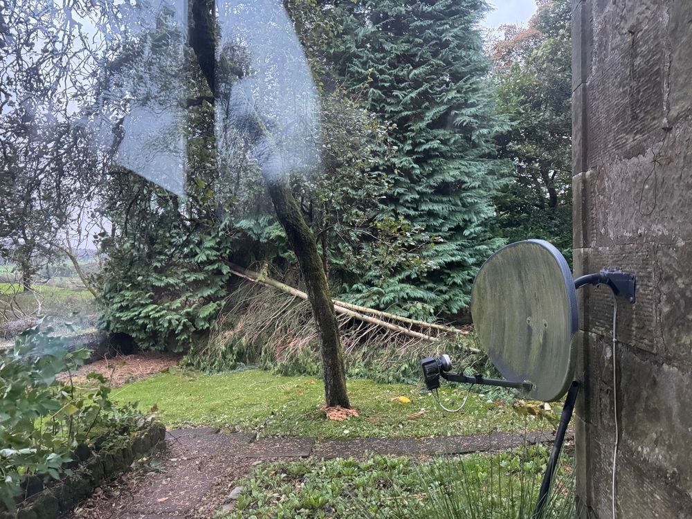 A tall tree that had just fallen due to storm winds 