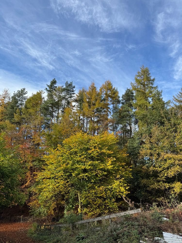 Very tall trees in the sun 