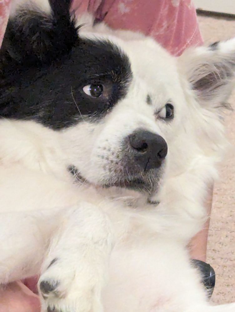 Perfect dog
